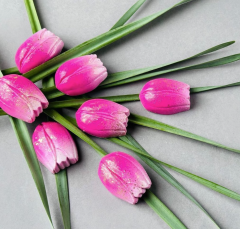 Tulip   Praline   Chocolate   Mould   No:   874