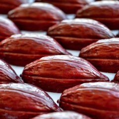 Cocoa   Pod   Praline   Chocolate   Mould   No:   639